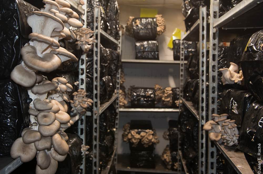 pleurotes de Nicolas